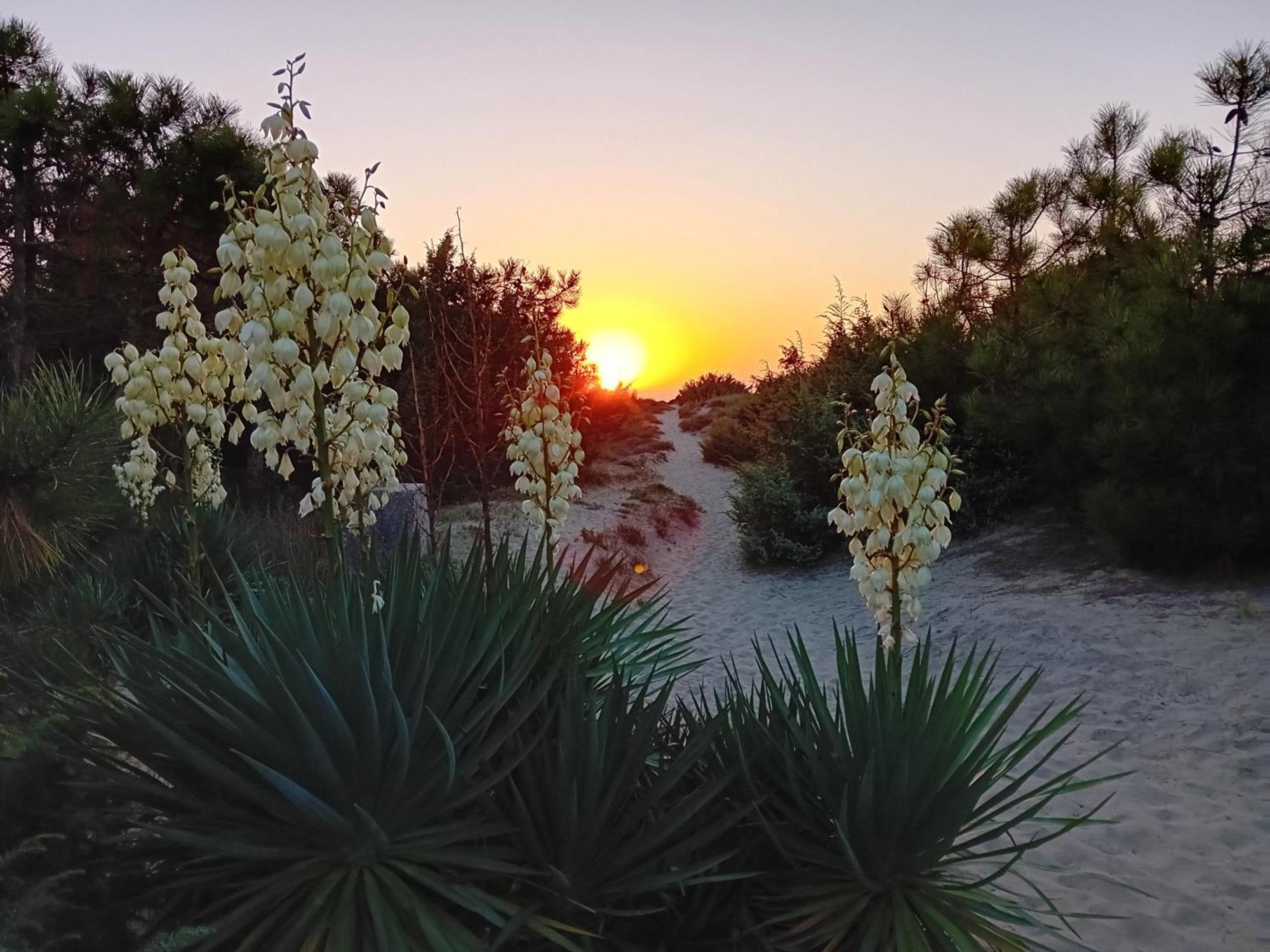Accesso Diretto Sul Mare Maredilucecala Apartment Calambrone Luaran gambar